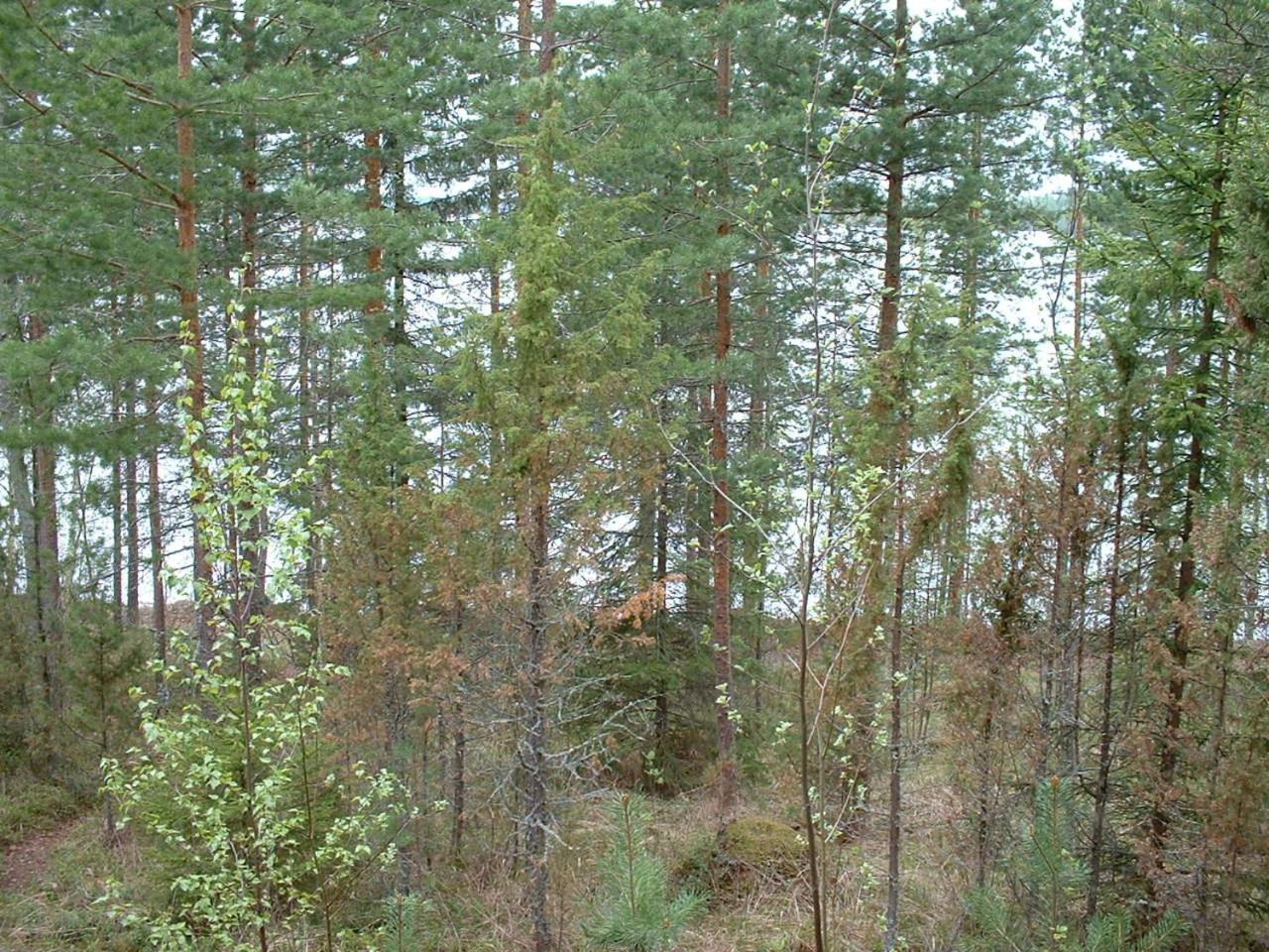 Pitkaeniemen Lomamoekit Villa Joutsa Exterior foto